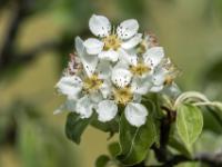Birnbaum Blüten